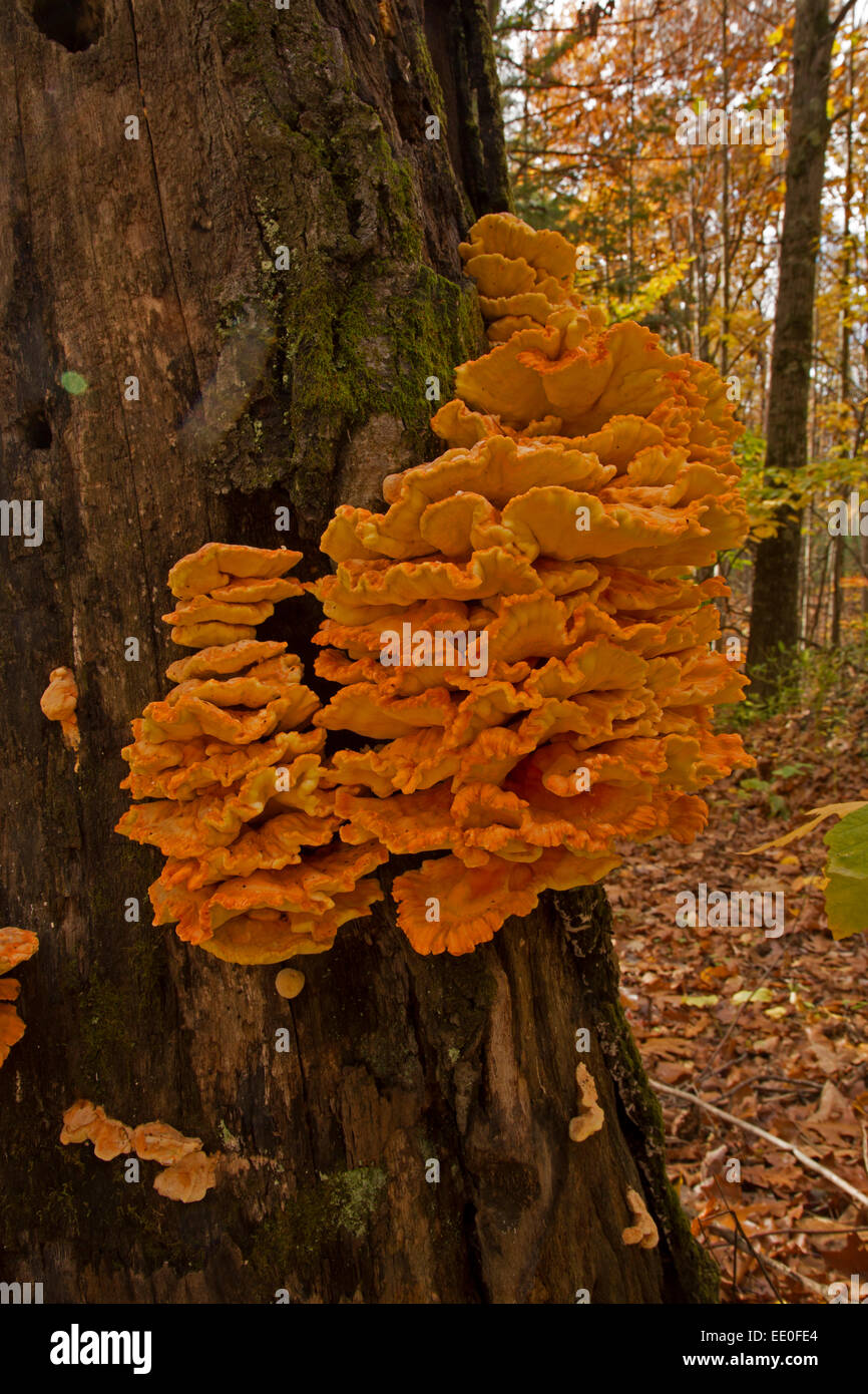 'chicken of the woods,' Laetiporus sulphureus, edible fungus, New York Stock Photo