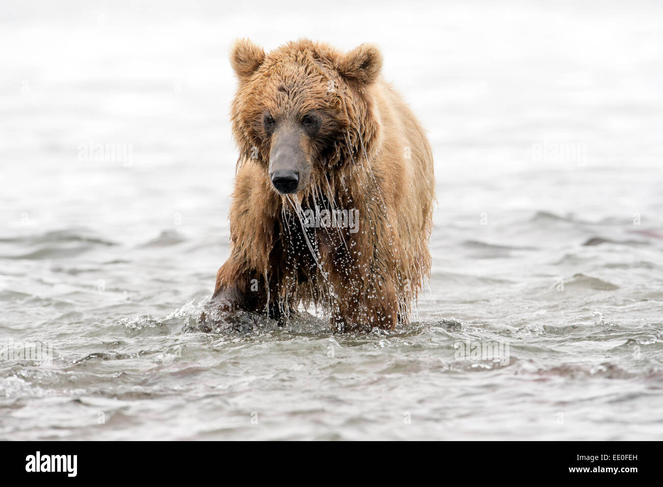 brown bear fishing Stock Photo