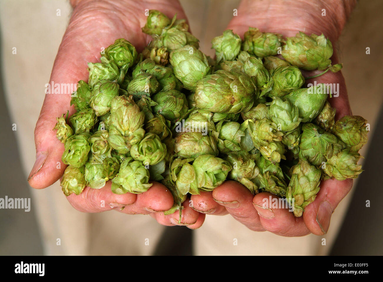 Hops being grown and harvested at Claston Farm,Dormington,Herefordshire,UK,the hop is used mainly in brewing beer & lager. Stock Photo