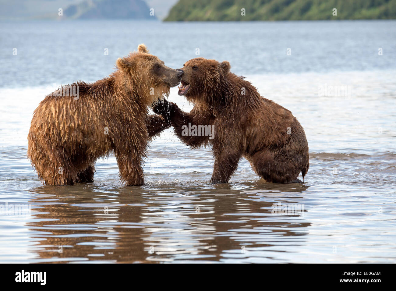 confrontation between two brown bears Stock Photo