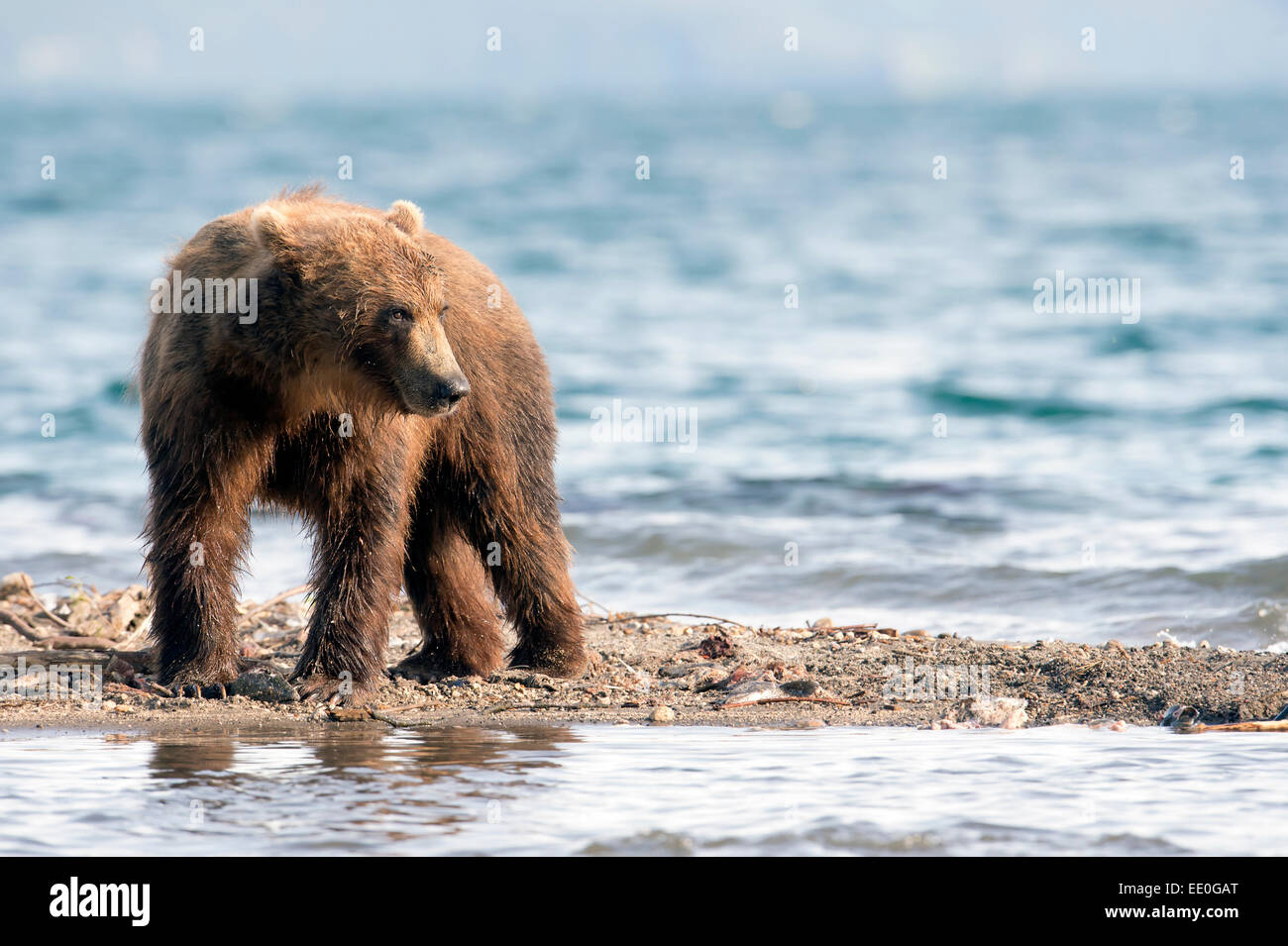 brown bear at the lakeside Stock Photo