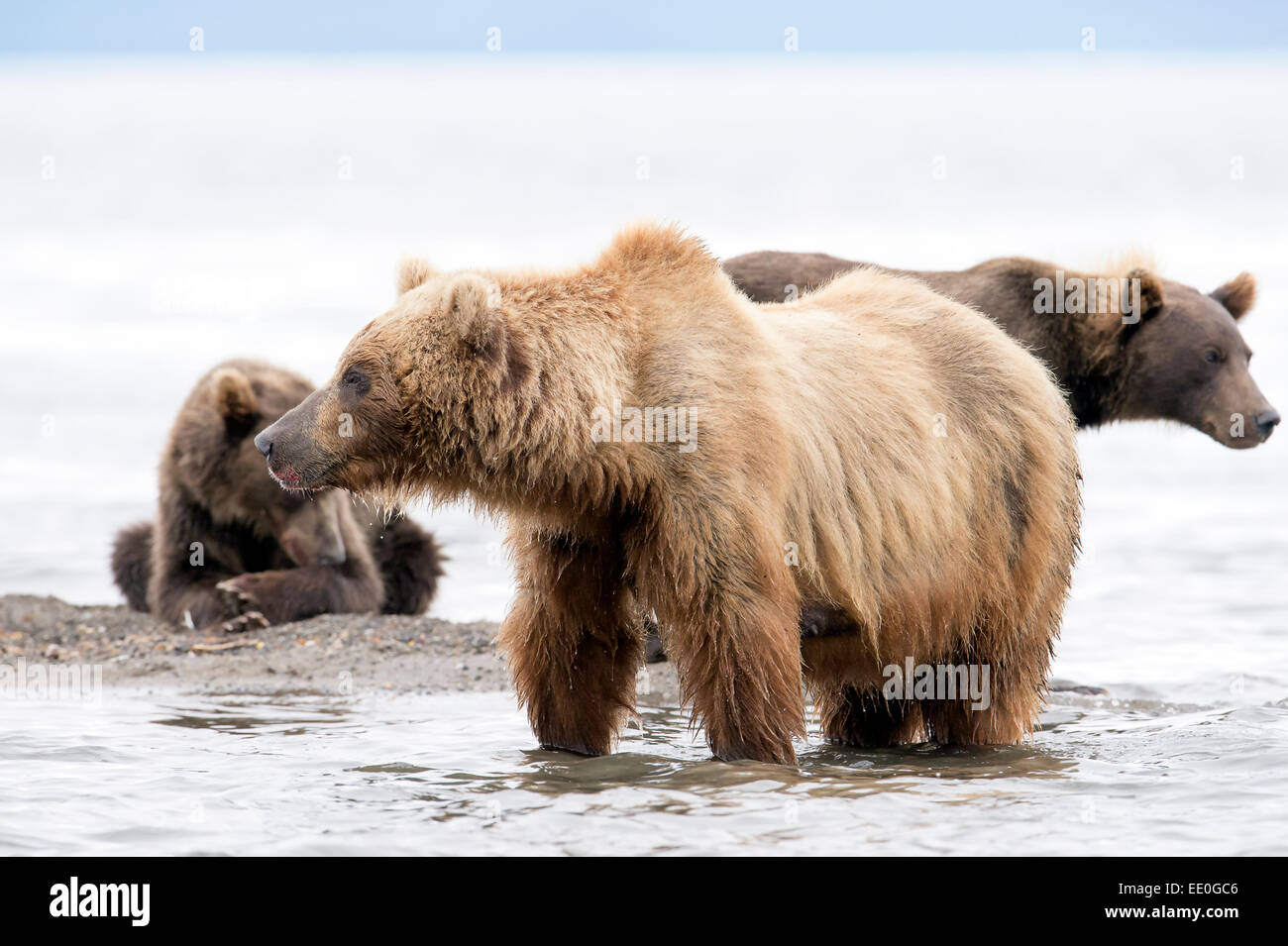 group of brown bears fishing Stock Photo