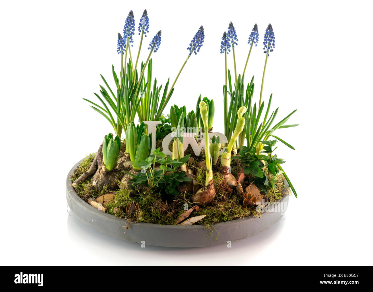 spring plate with flowers and bulbs as hyacinthaceae and asparagales, Stock Photo