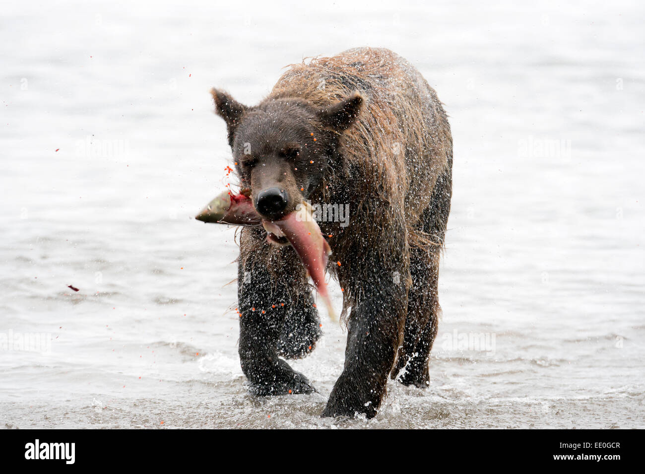 brown bear catches a salmon Stock Photo