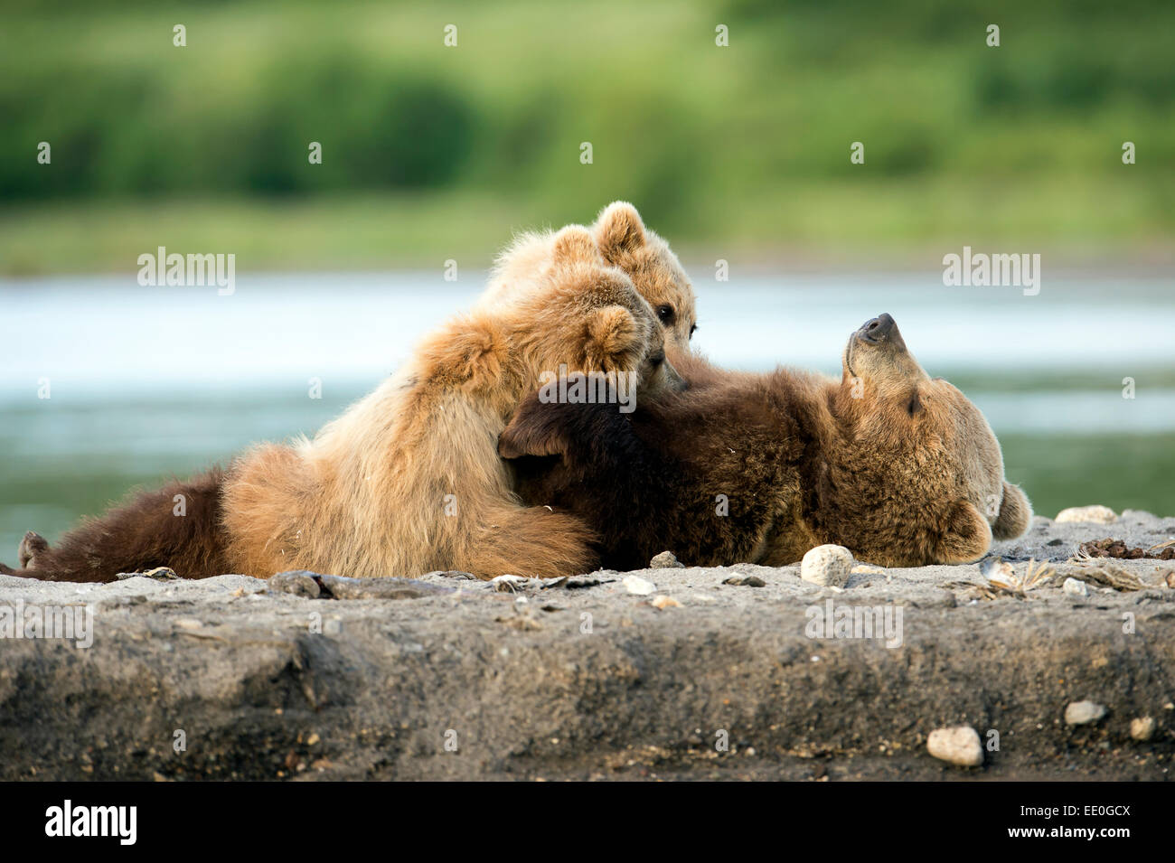 female brown bear suckling her cubs Stock Photo - Alamy