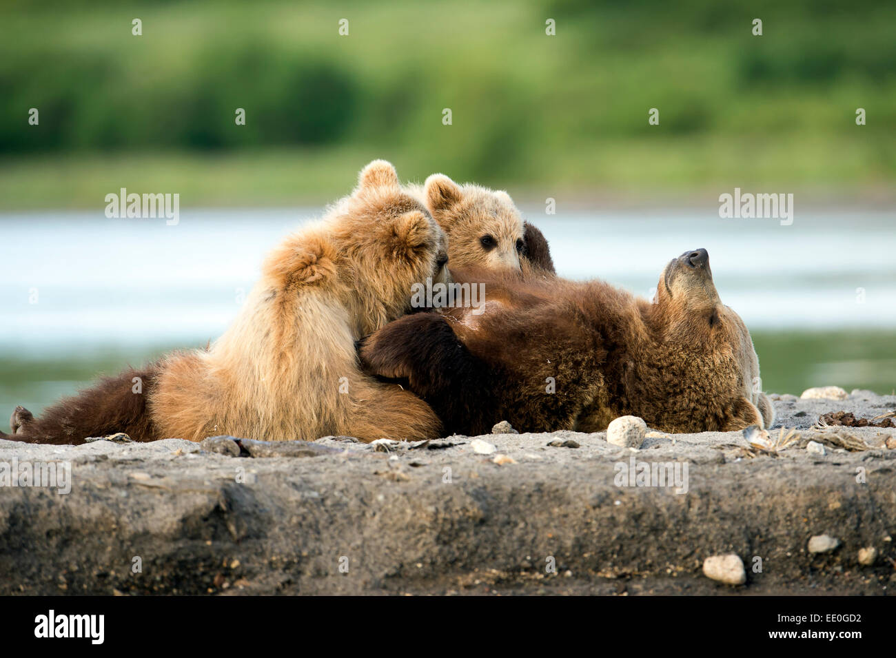 female brown bear suckling her cubs Stock Photo - Alamy