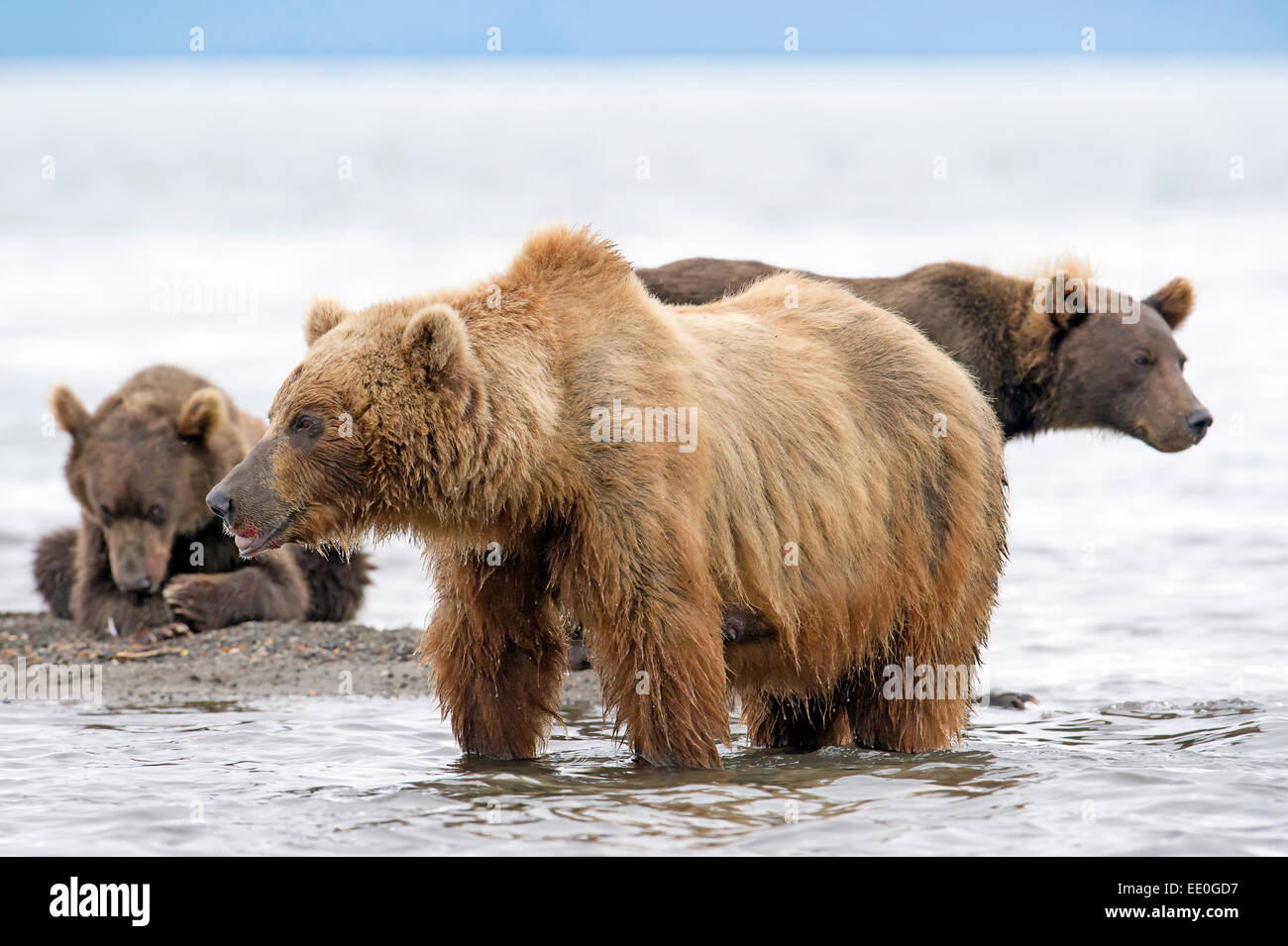 brown bears fishing Stock Photo