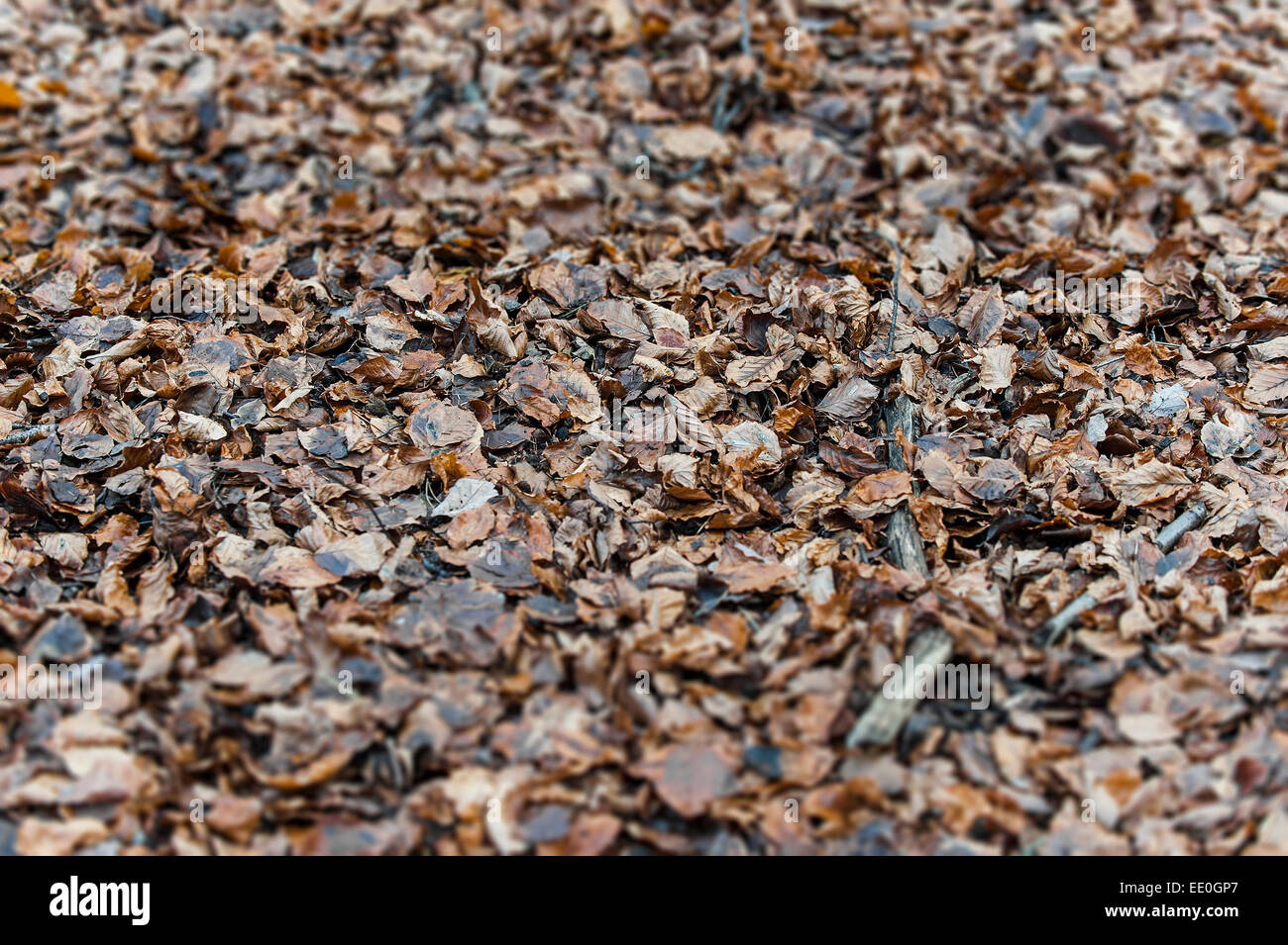 Carpet leaves hi-res stock photography and images - Alamy