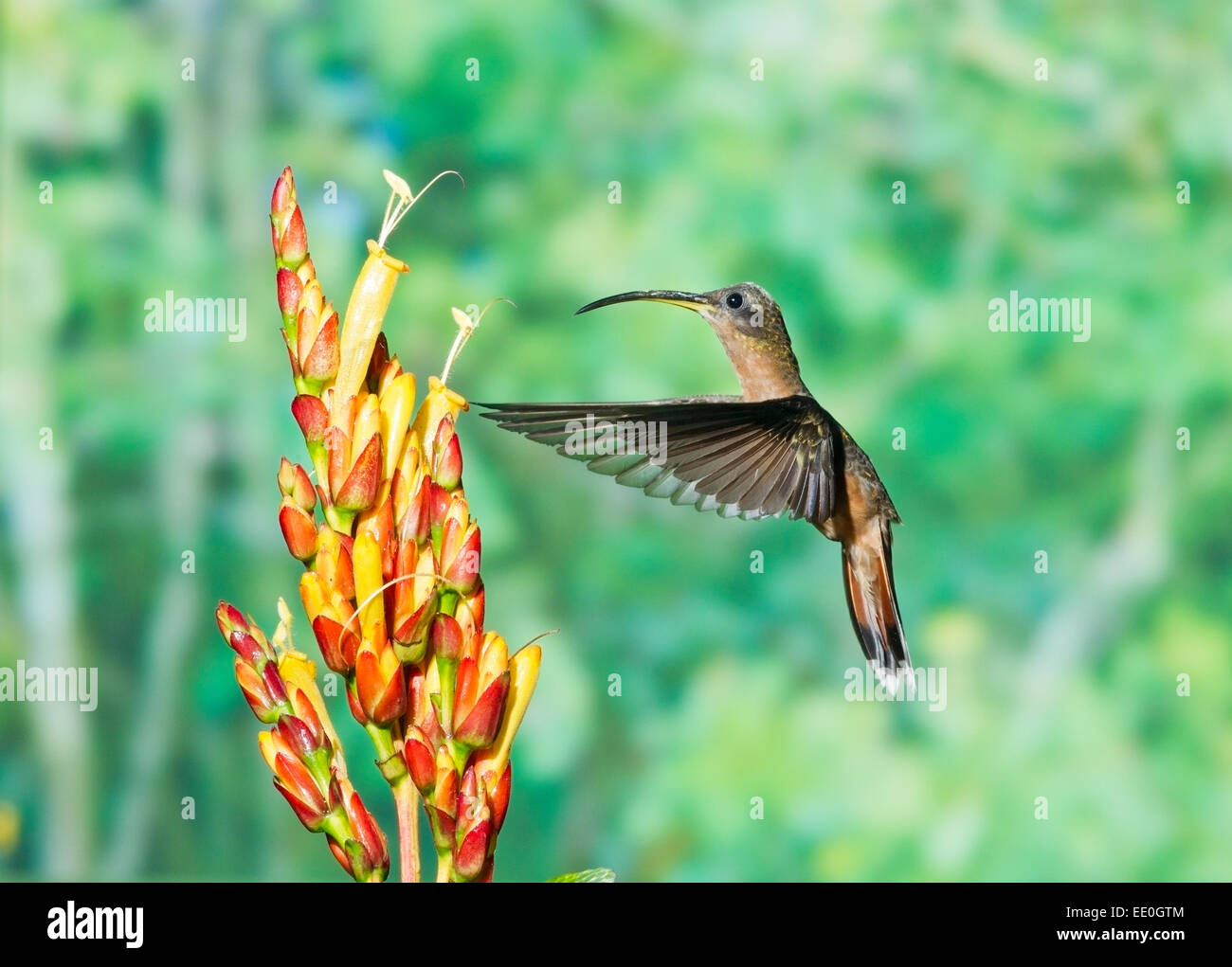 rufous-breasted hermit hummingbird (Glaucis hirsuta) single adult hovering at tropical flower Stock Photo