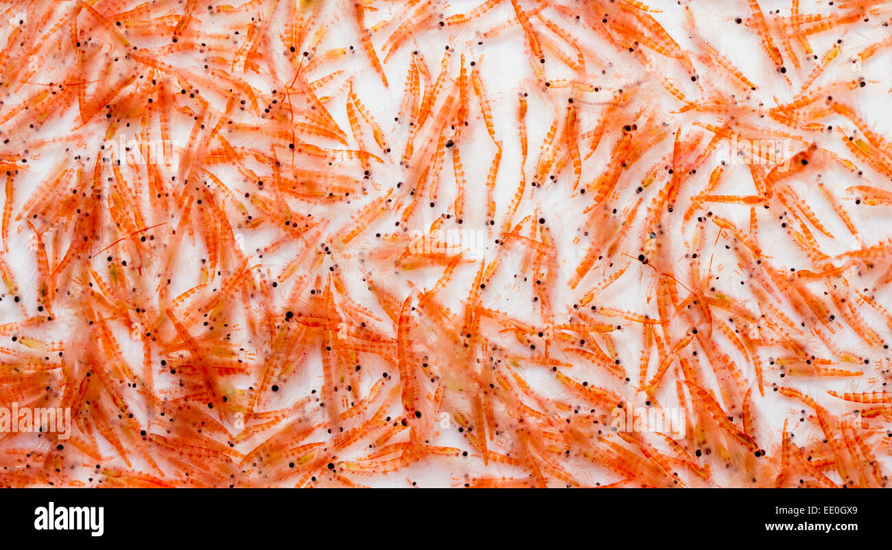 A mid-water trawl catch of Antarctic Krill, Euphausia superba during a scientific expedition Stock Photo