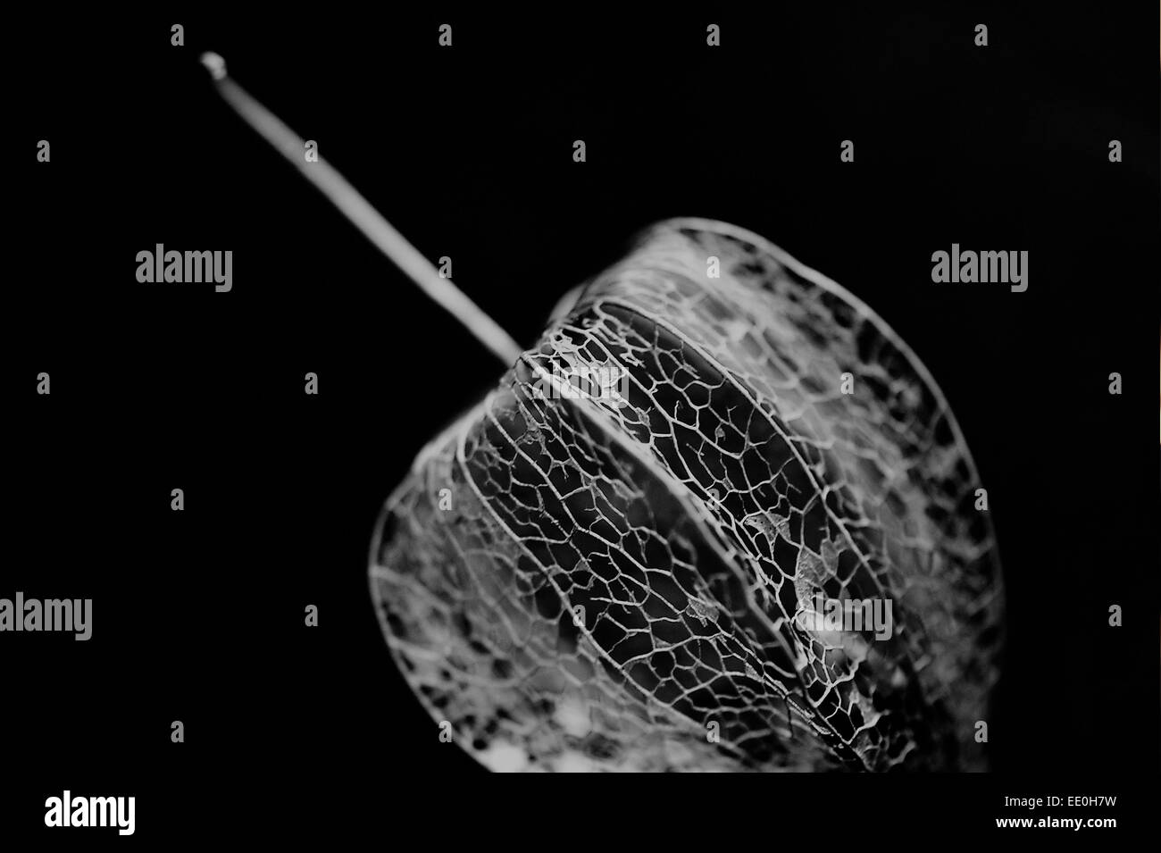 Berry pod hi-res stock photography and images - Alamy