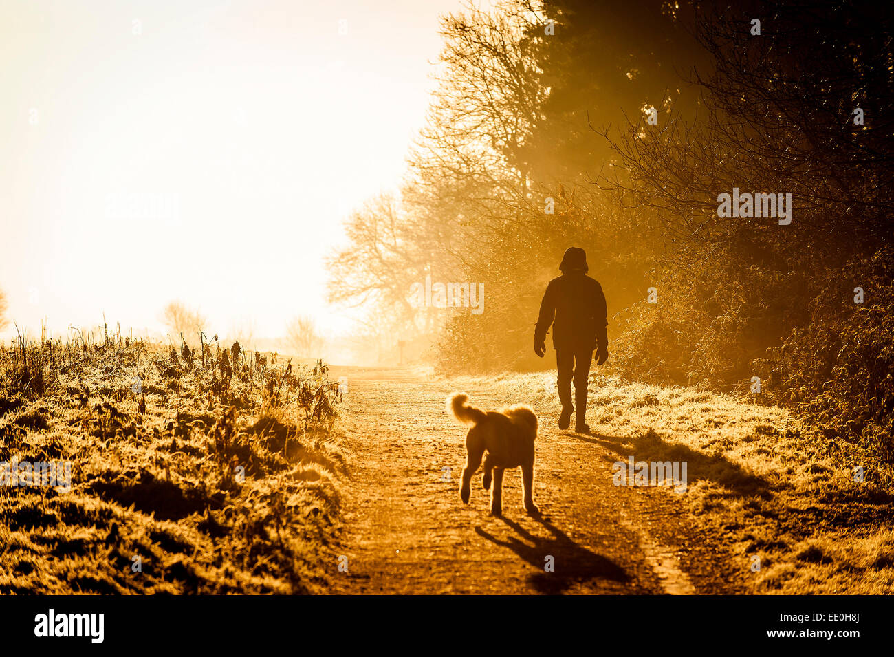 A man walking his dog in the intense sunlight of an early morning sunrise in Thorndon Park in Essex. Stock Photo
