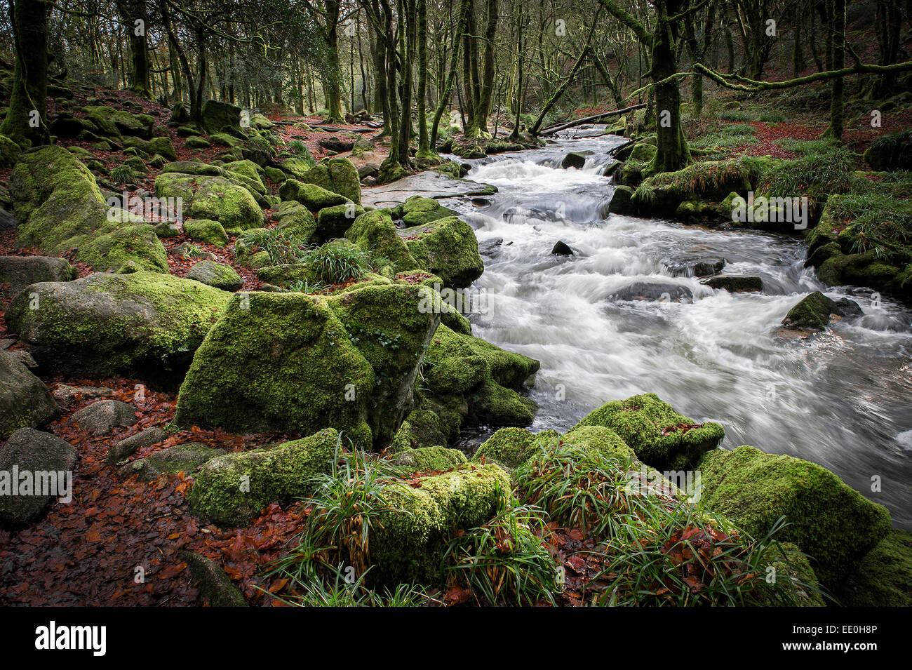The River Fowey running through the Golitha Falls National Nature Reserve in Cornwall. Stock Photo