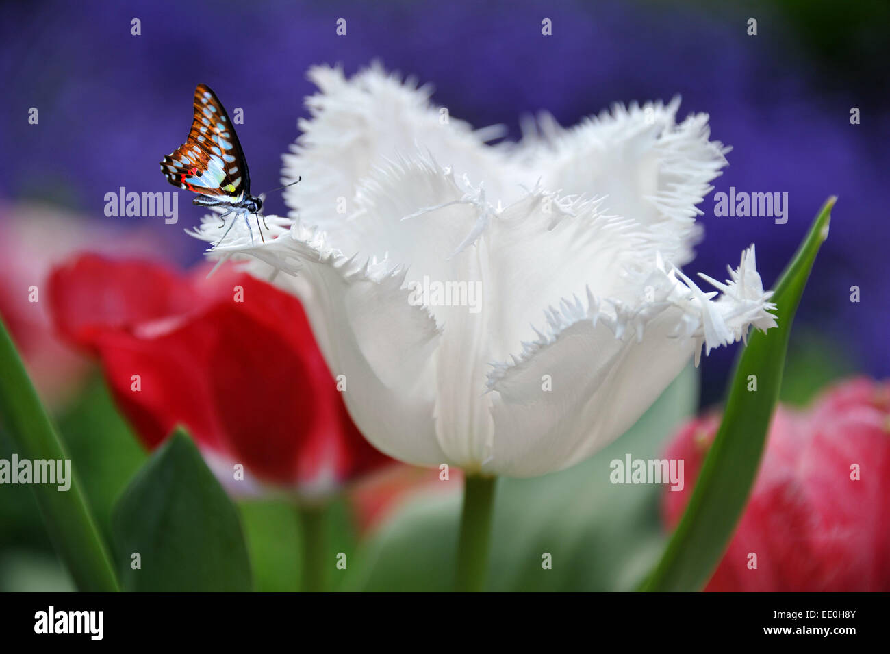 Tulip and butterfly Stock Photo - Alamy