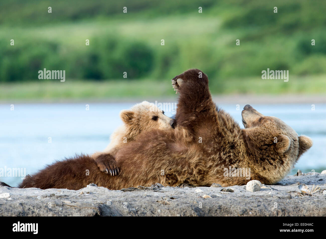 female brown bear suckling her cubs Stock Photo - Alamy