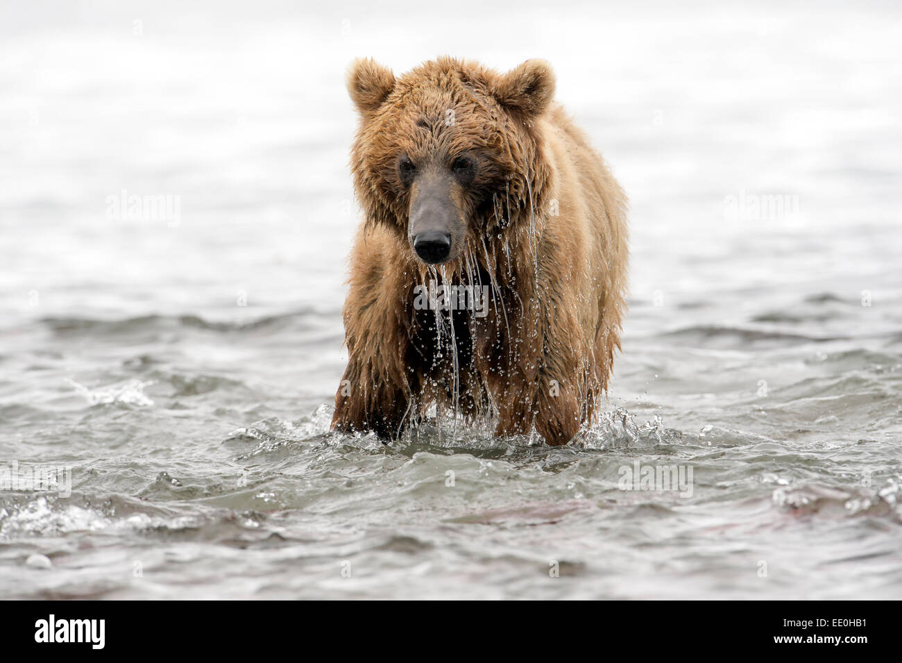 brown bear fishing Stock Photo