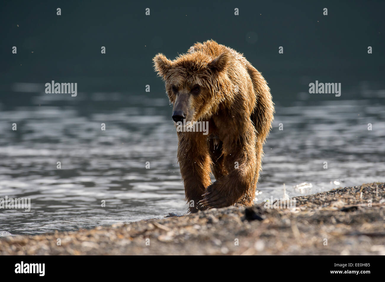 brown bear walking the lakeside Stock Photo