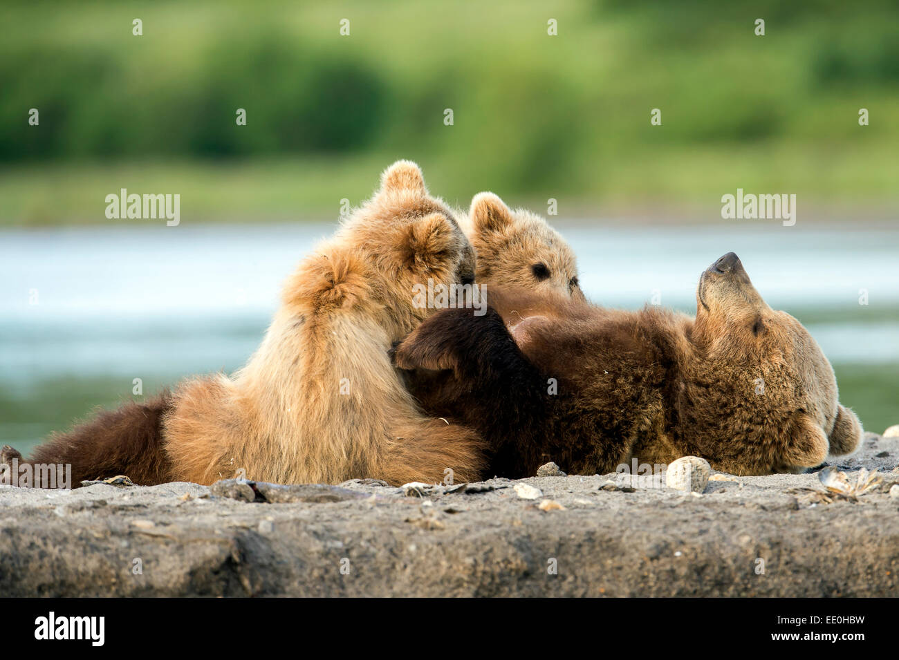 female brown bear suckling her cubs Stock Photo - Alamy