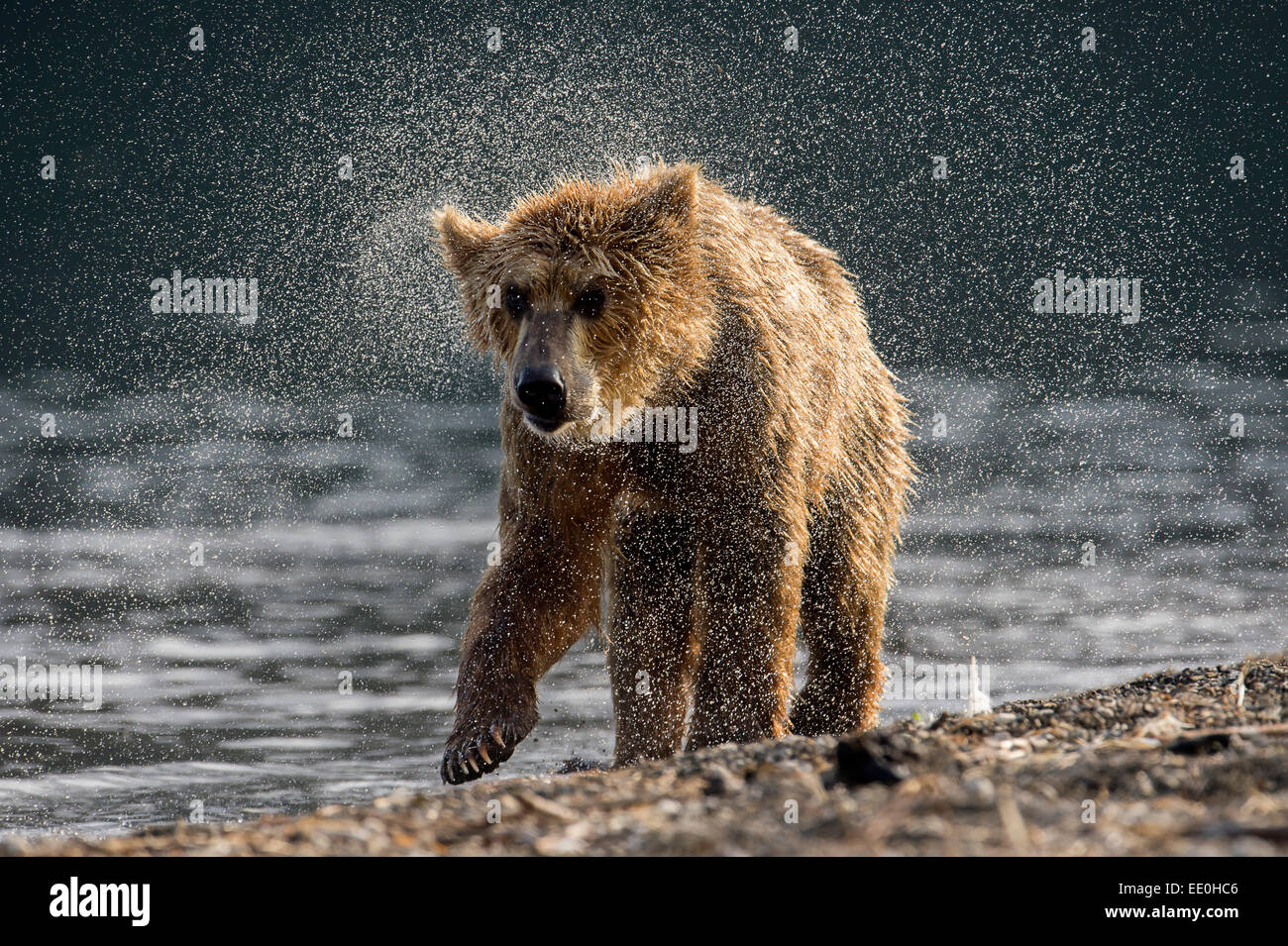 brown bear shakes it's fur dry Stock Photo