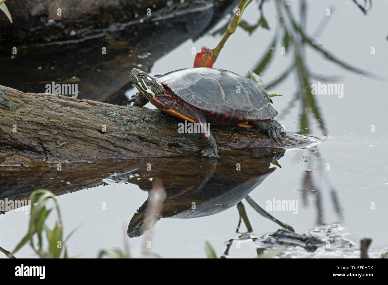 Painted turtle, Chrysemys picta, Virginia Stock Photo Alamy