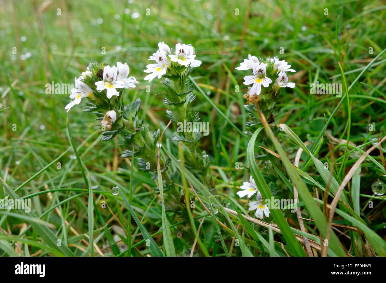 The flowers of Eyebright (Euphrasia officinalis) in the Pentland Hills Regional Park Stock Photo