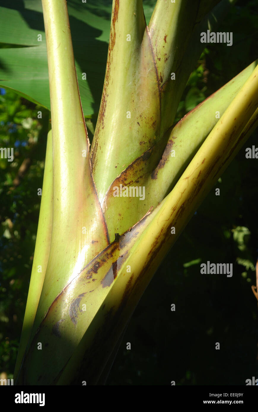 Banana stem hires stock photography and images Alamy