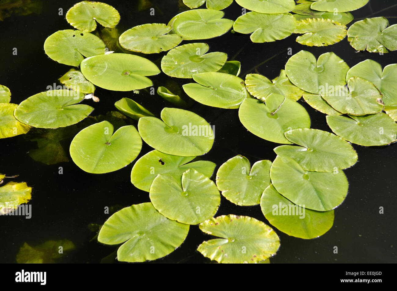 Water lily pads Stock Photo