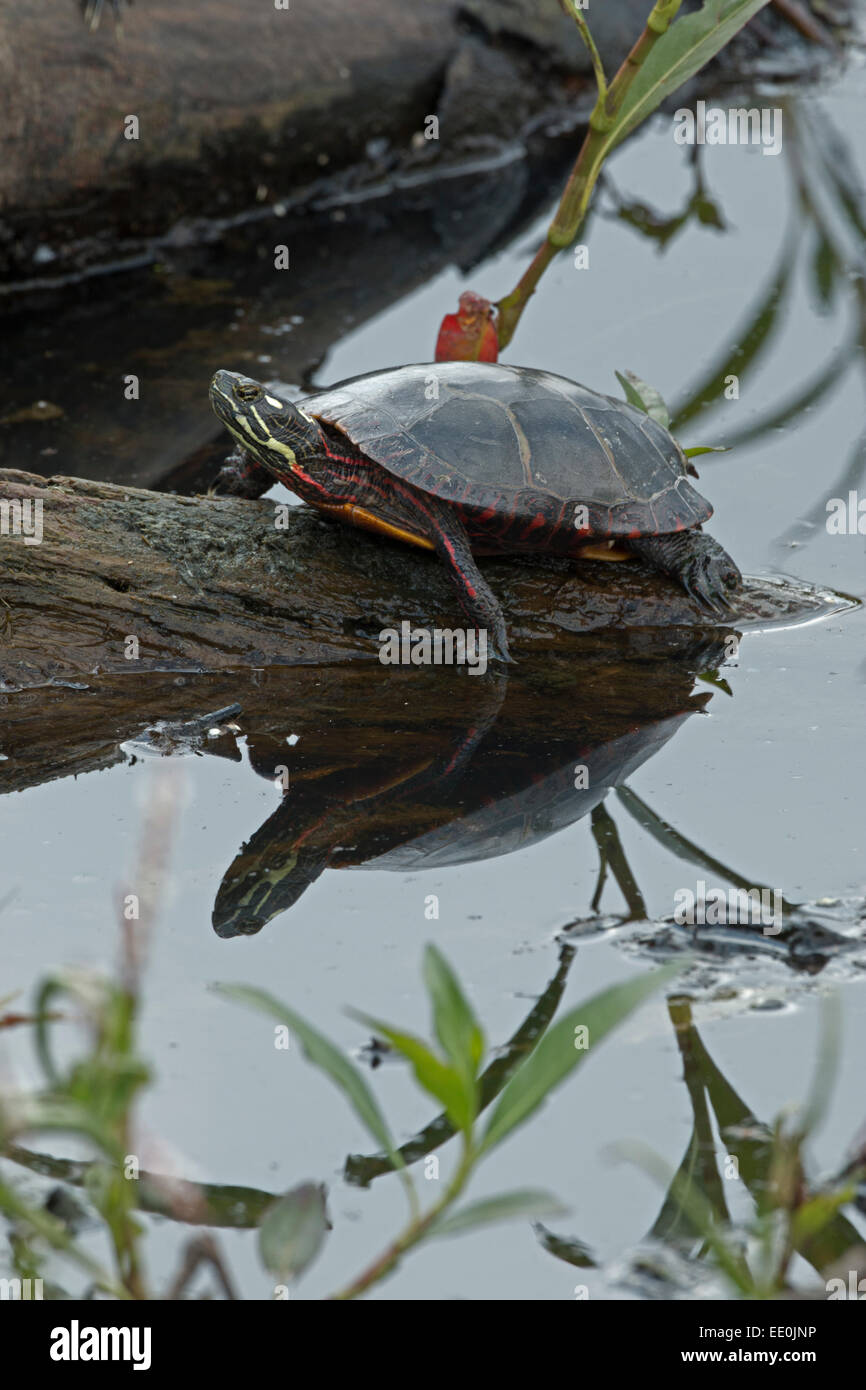 Painted turtle, Chrysemys picta, Virginia Stock Photo Alamy