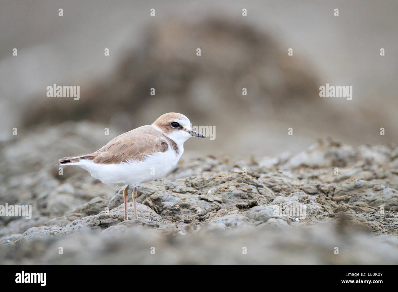 Kentish Plover Charadrius Alexandrinus On Habitat Pak Thale kentish-plover-charadrius-alexandrinus-on-habitat-pak-thale