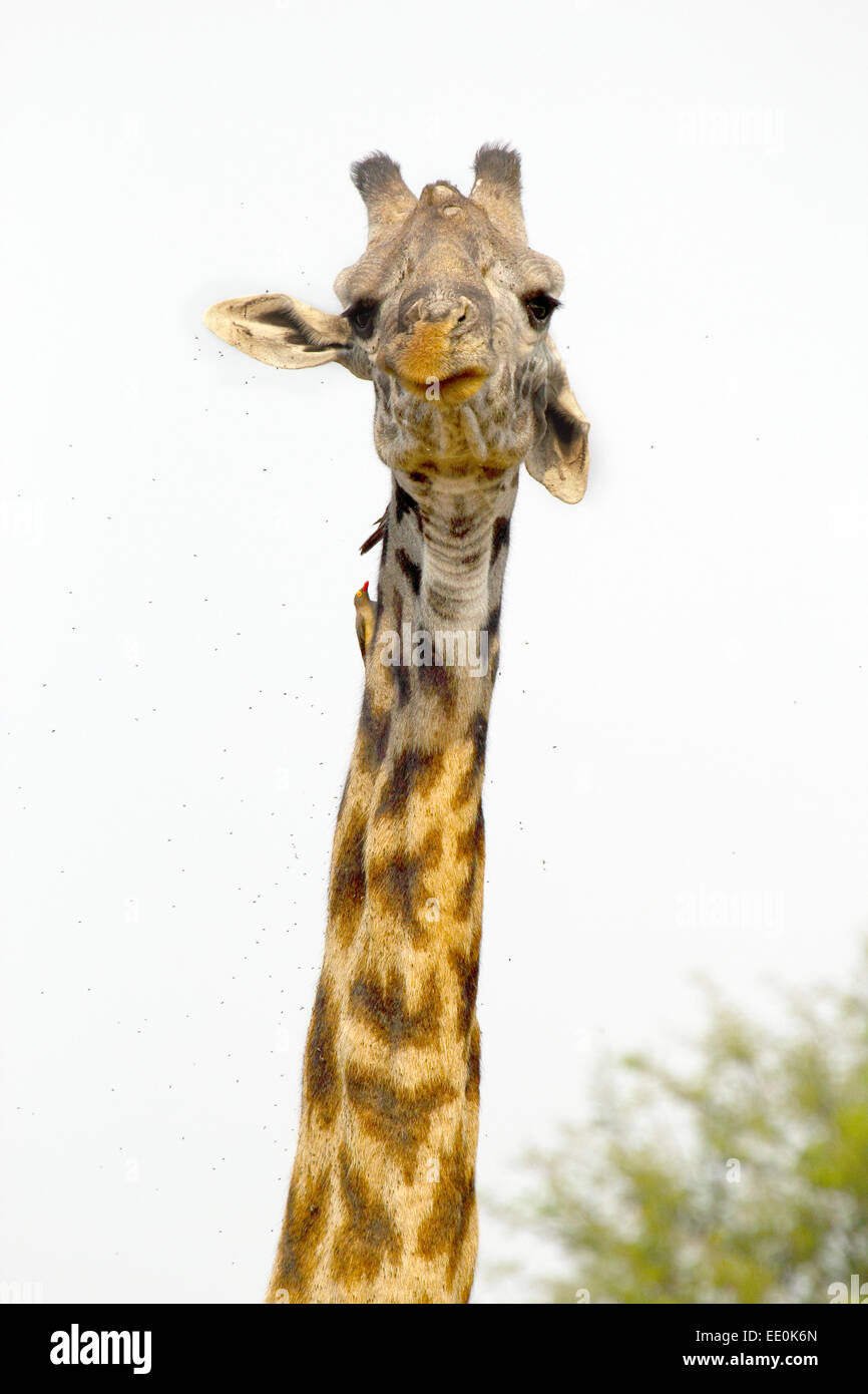The long neck of a Giraffe (Giraffa camelopardalis) on a white sky as background. Giraffe is the tallest living terrestrial anim Stock Photo