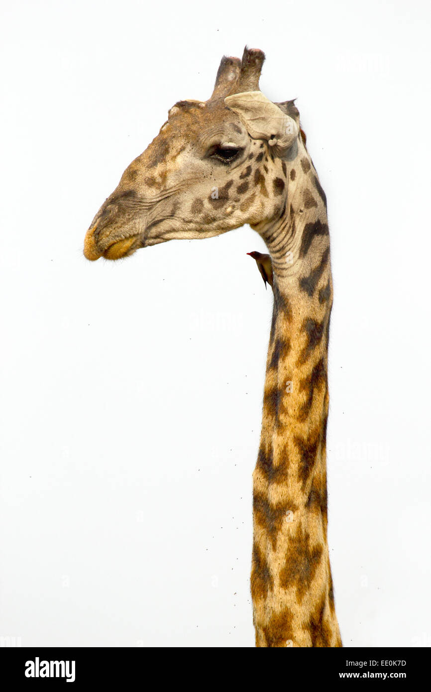 The long neck of a Giraffe (Giraffa camelopardalis) on a white sky as background. Its extremely long neck is a chief distinguish Stock Photo