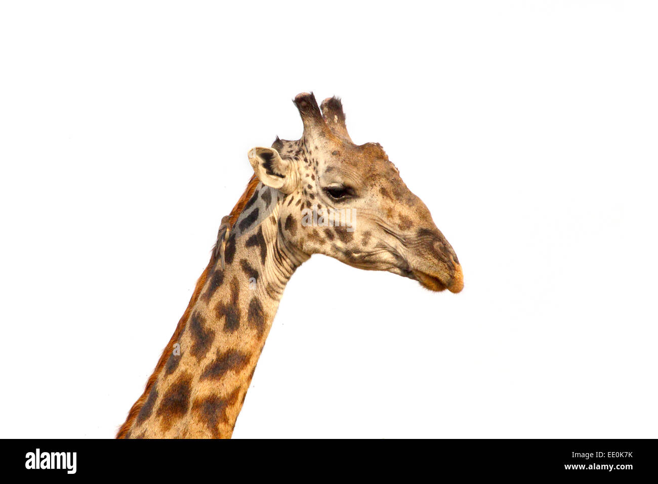 The long neck of a Giraffe (Giraffa camelopardalis) on a white sky as background. Its horn-like ossicones are a chief distinguis Stock Photo