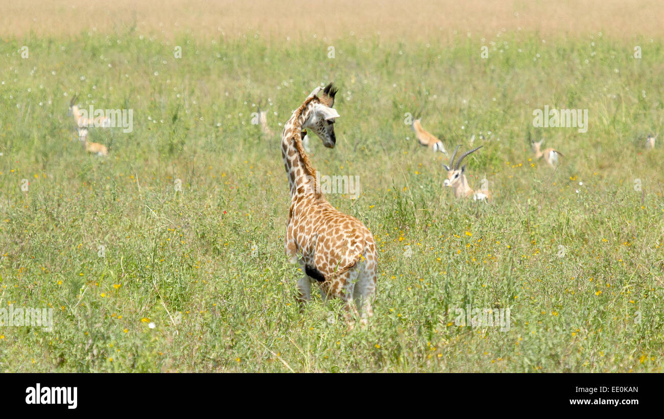 A baby giraffe (Giraffa camelopardalis) looking at a herd of small gazelles in Serengeti National Park, Tanzania. Stock Photo