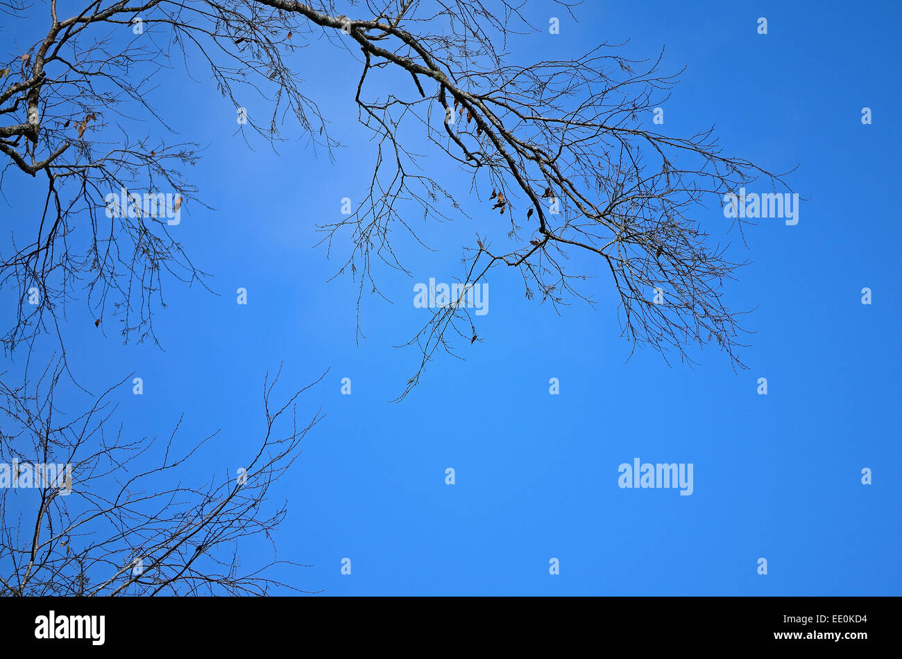 Beautiful Blue Sky background in tree branch Stock Photo - Alamy