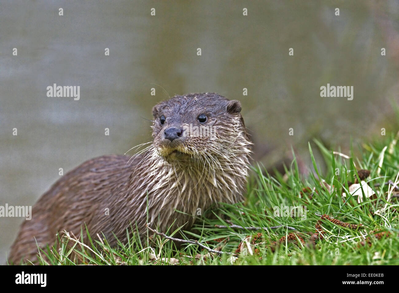 Otter-Lutra lutra Stock Photo