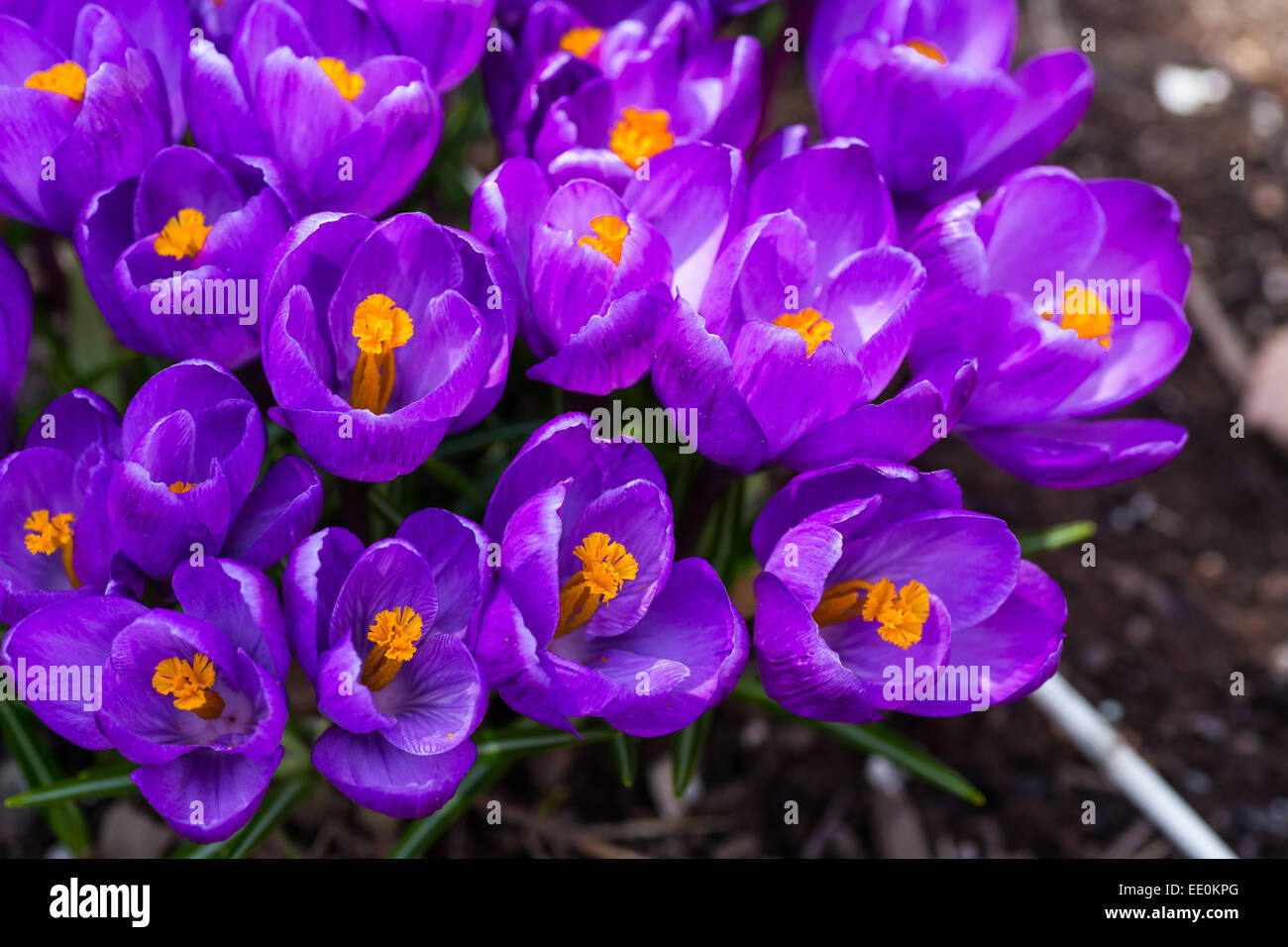 Crocus flowers in the early spring garden. Stock Photo