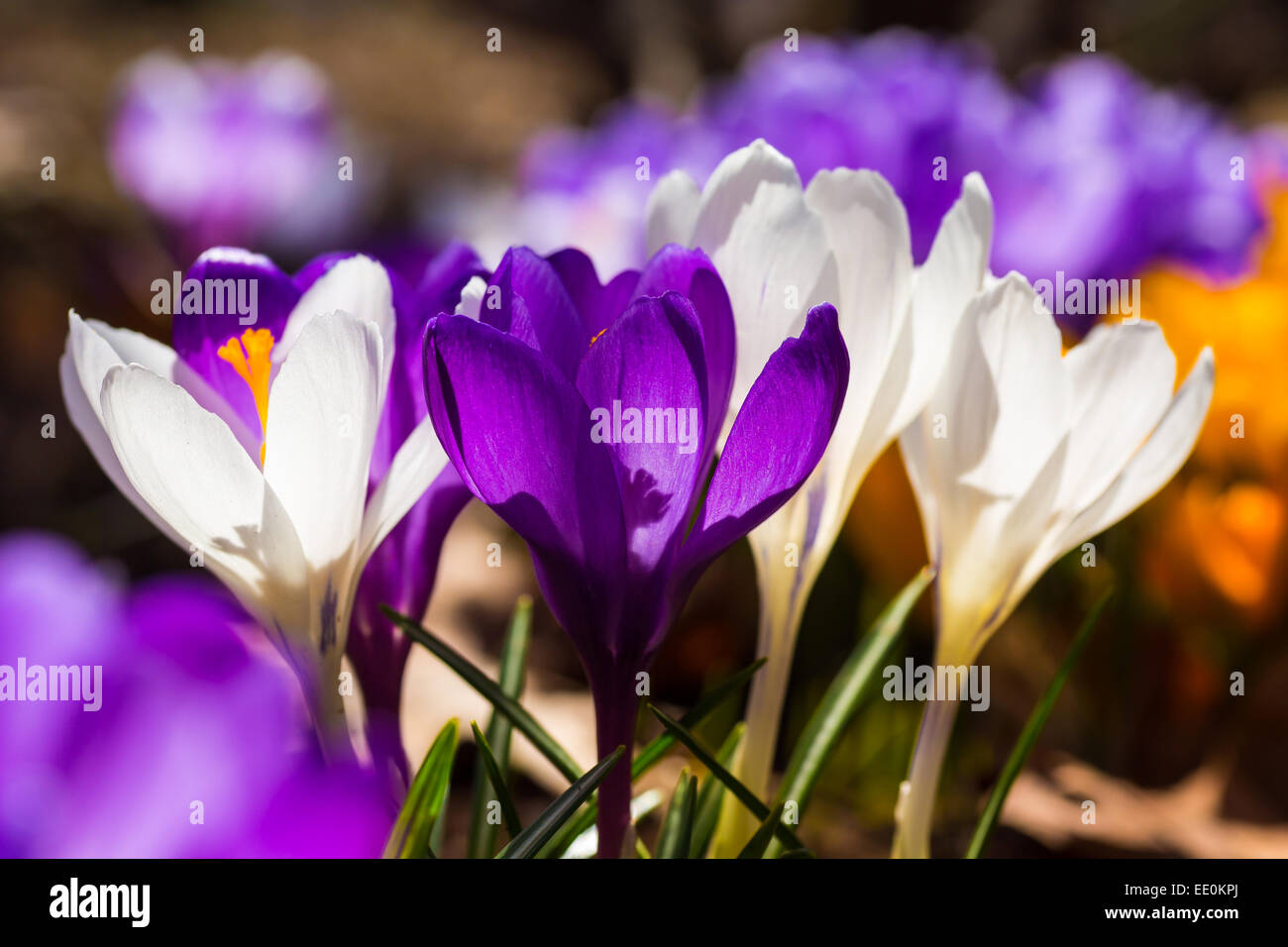 Crocus flowers in the early spring garden. Stock Photo