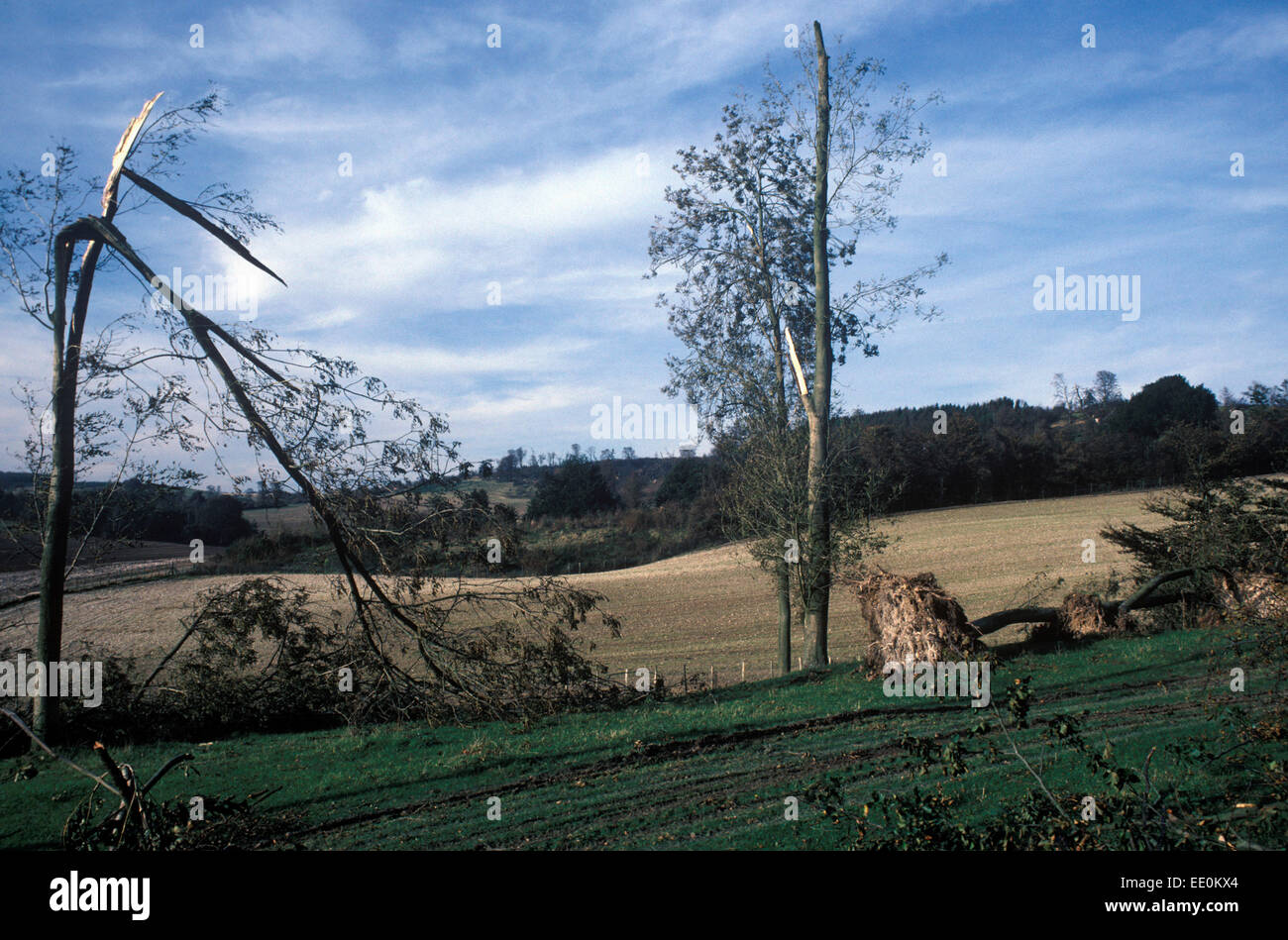 Damaged trees from 1987 storm on the North Downs near Ashford, Kent Stock Photo
