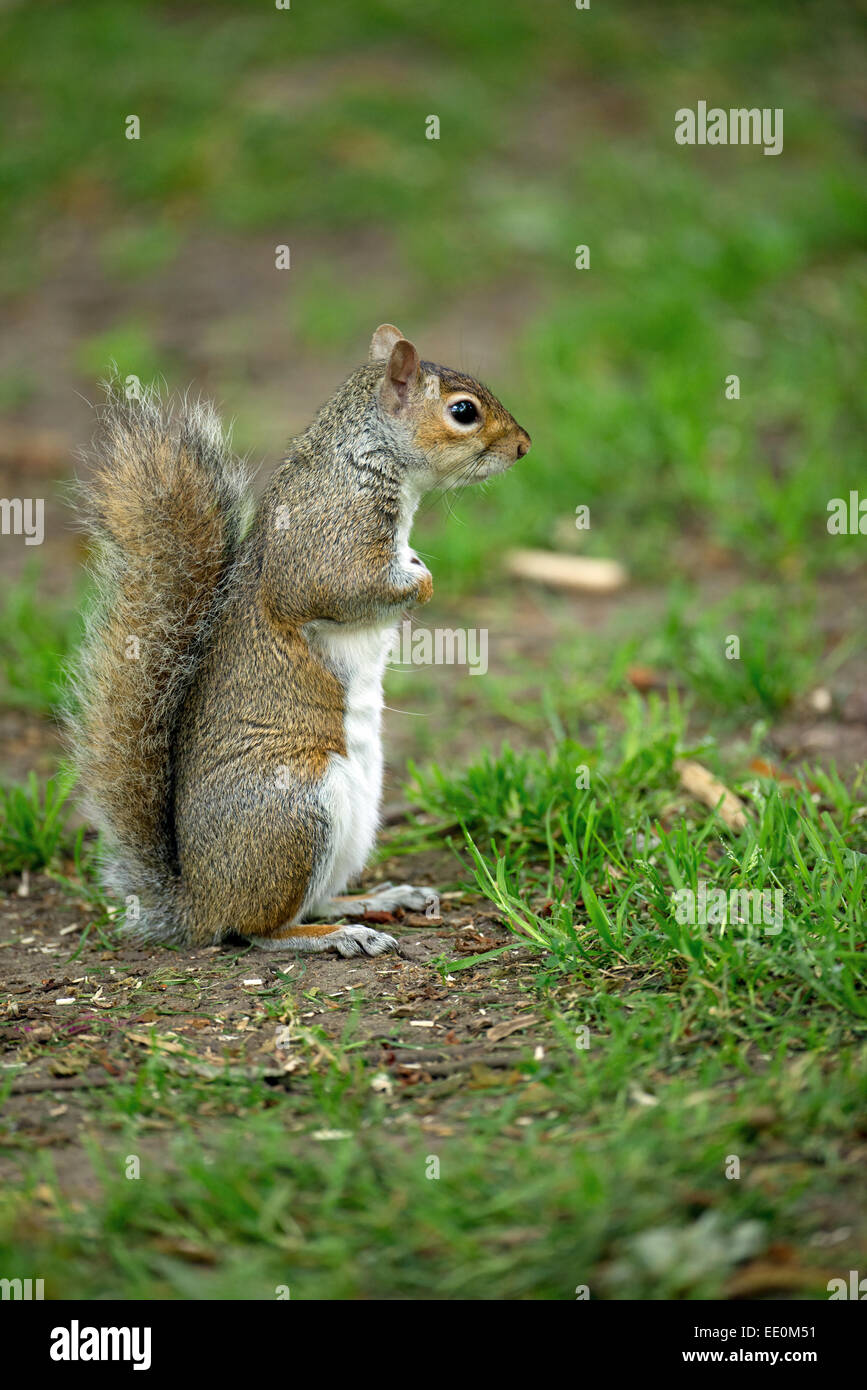 Grey Squirrel-Sciurus carolinensis Stock Photo - Alamy