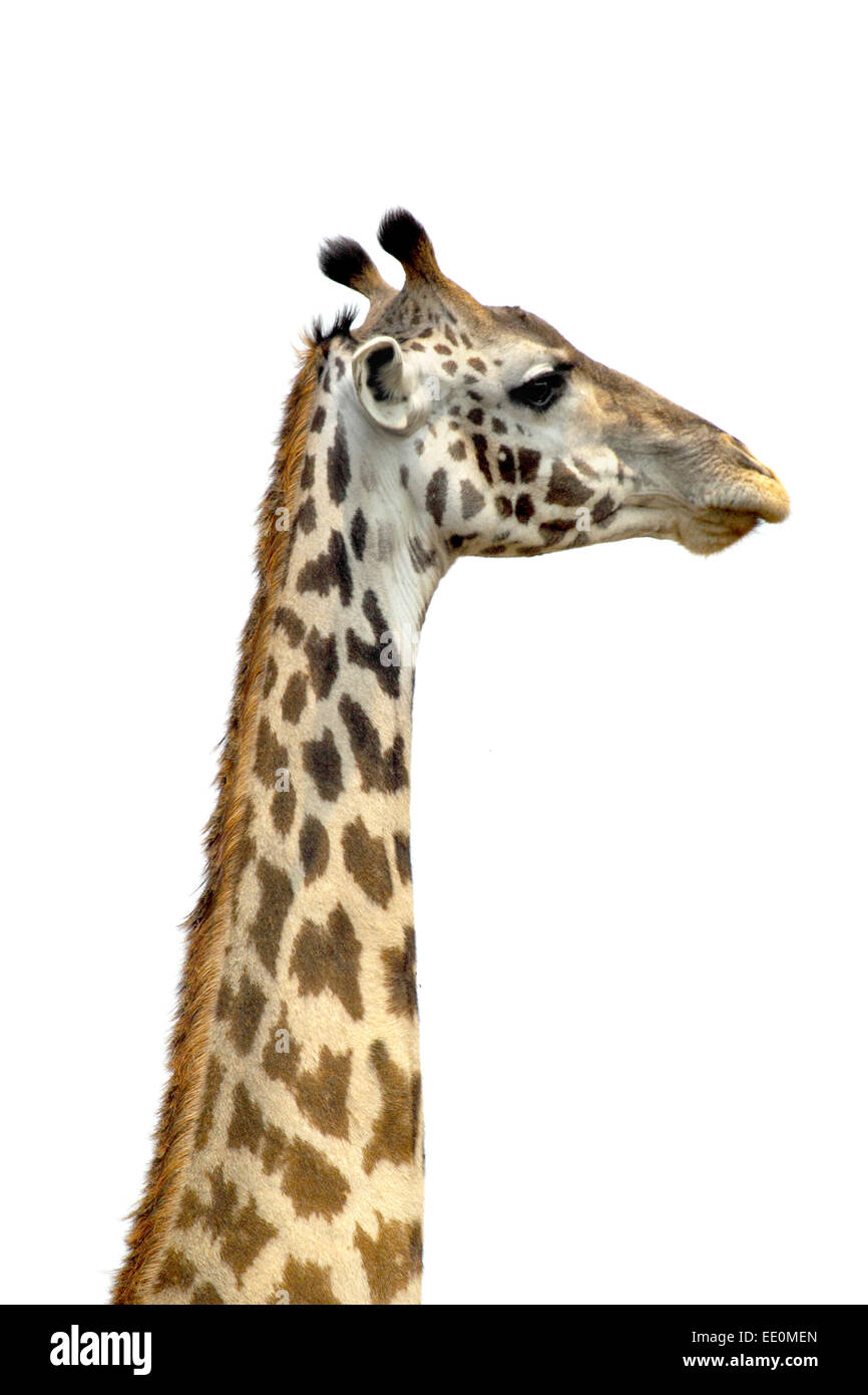 The long neck of a Giraffe (Giraffa camelopardalis) on a white sky as background. Its long neck is a chief distinguishing charac Stock Photo