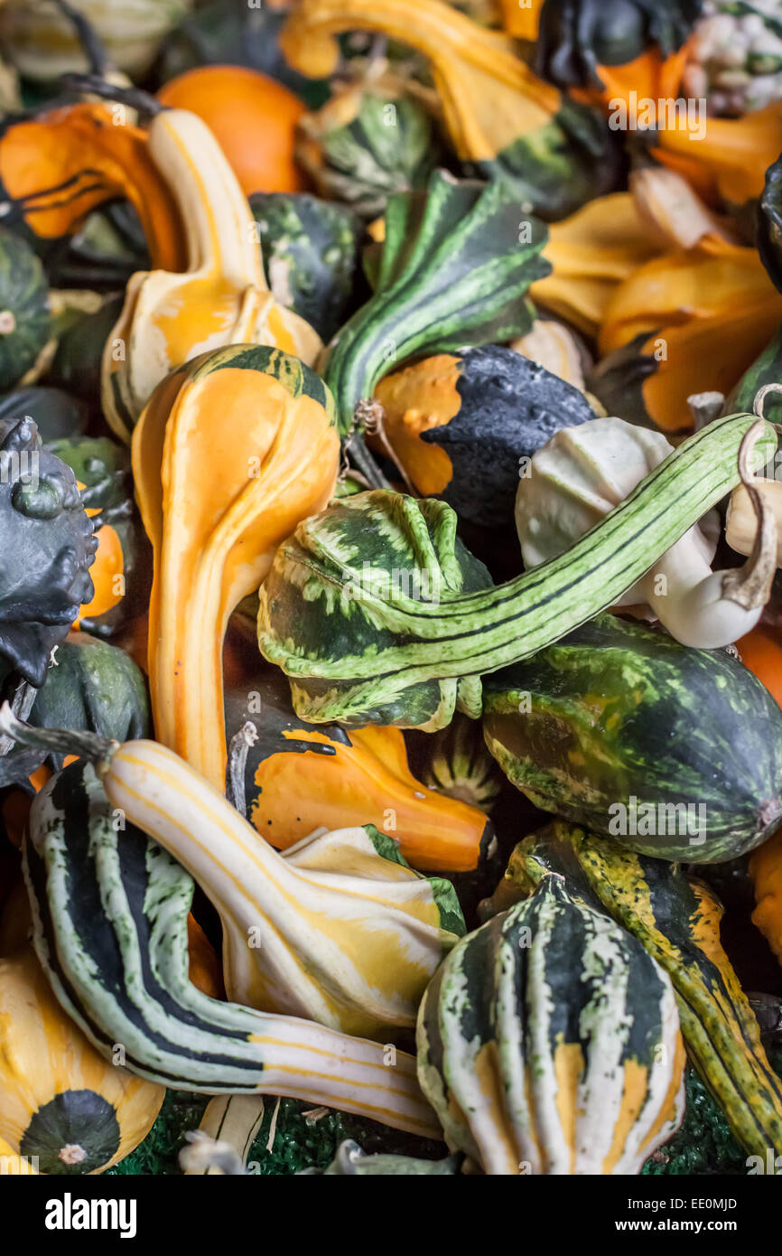 Colorful Gourds in a variety of Shapes and Sizes Vertical Stock Photo Alamy