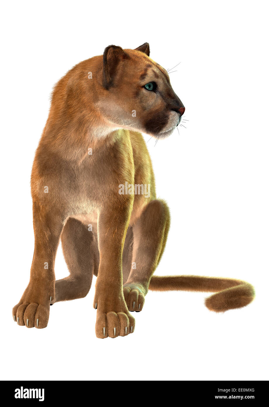 3D digital render of a sitting puma, known as a cougar, mountain lion, or  catamount, isolated on white background Stock Photo - Alamy