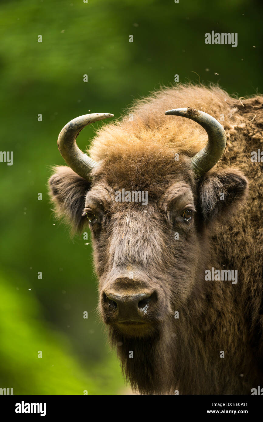 European bison (Bison bonasus Stock Photo Alamy