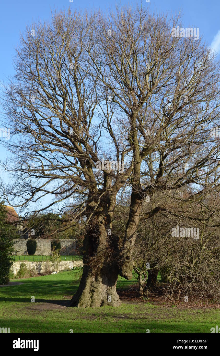 English elm tree hires stock photography and images Alamy