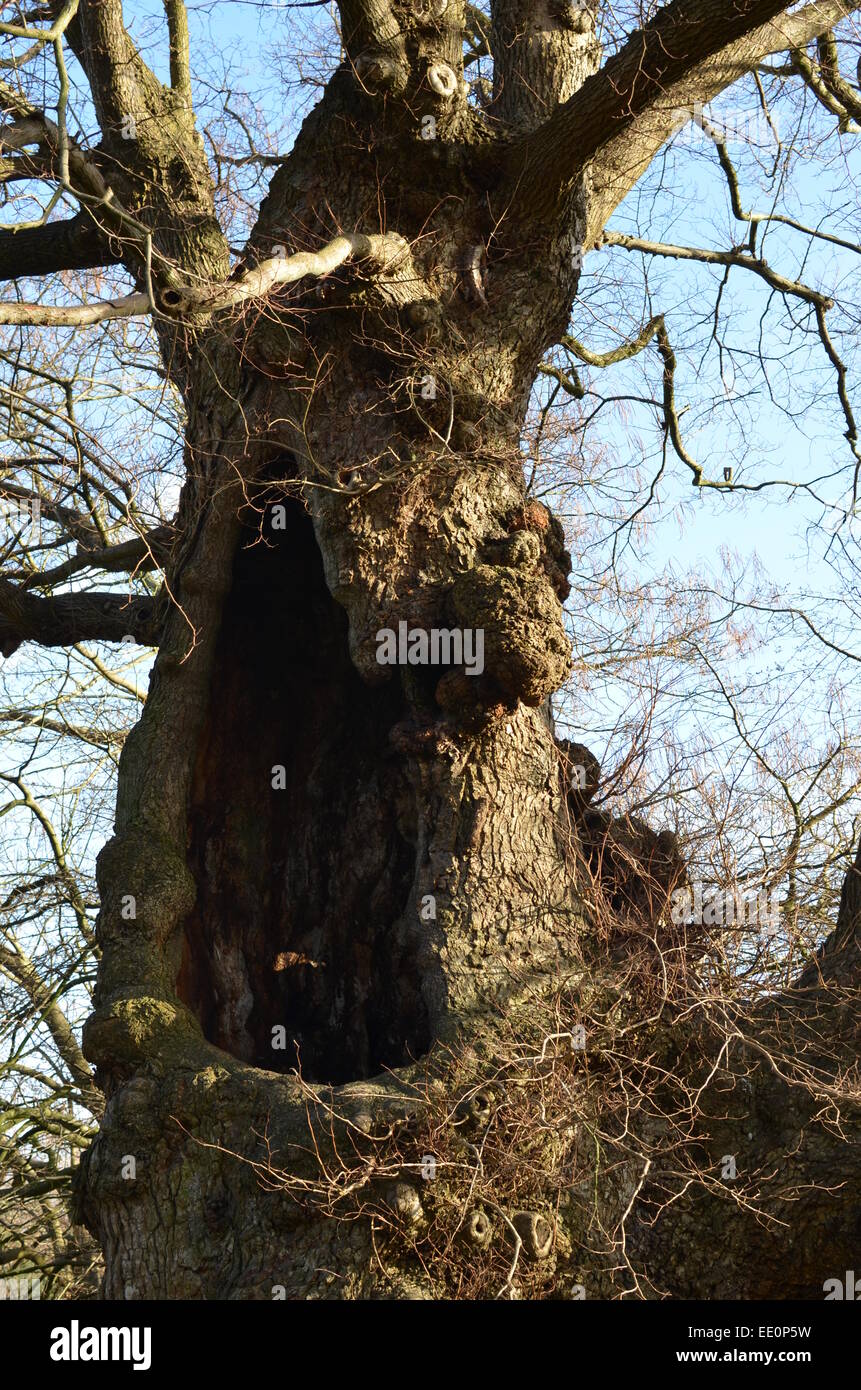 Ancient english elm hires stock photography and images Alamy