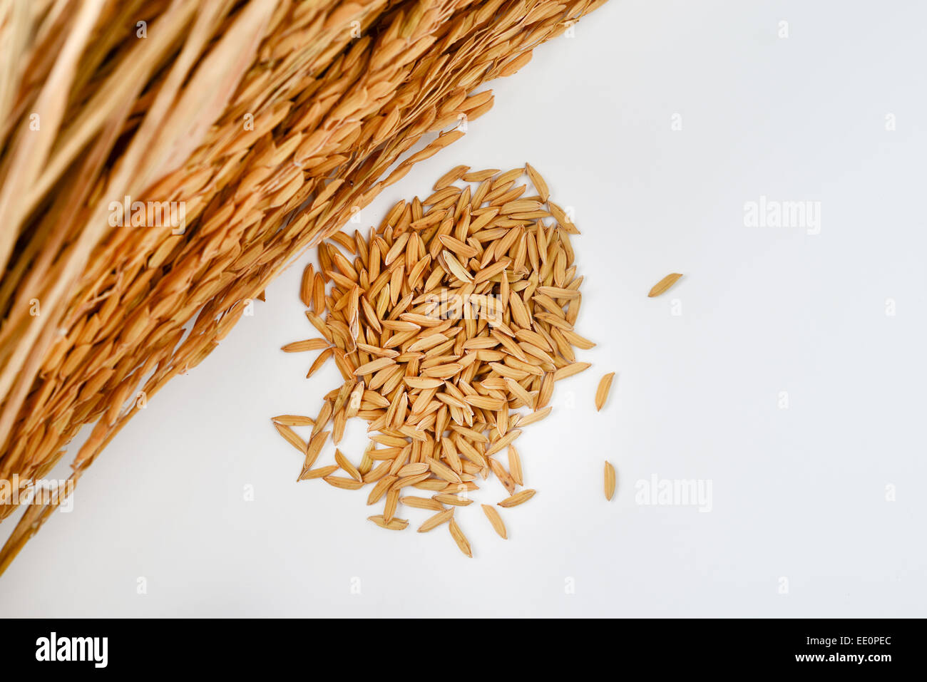 Paddy grains hires stock photography and images Alamy