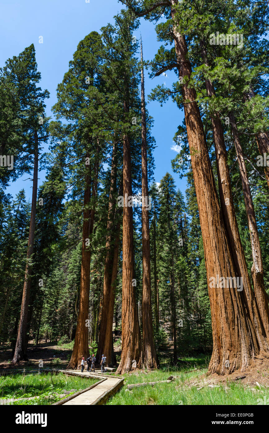 Walkers on the Big Trees Trail in Sequoia National Park, Sierra Nevada, California, USA Stock Photo