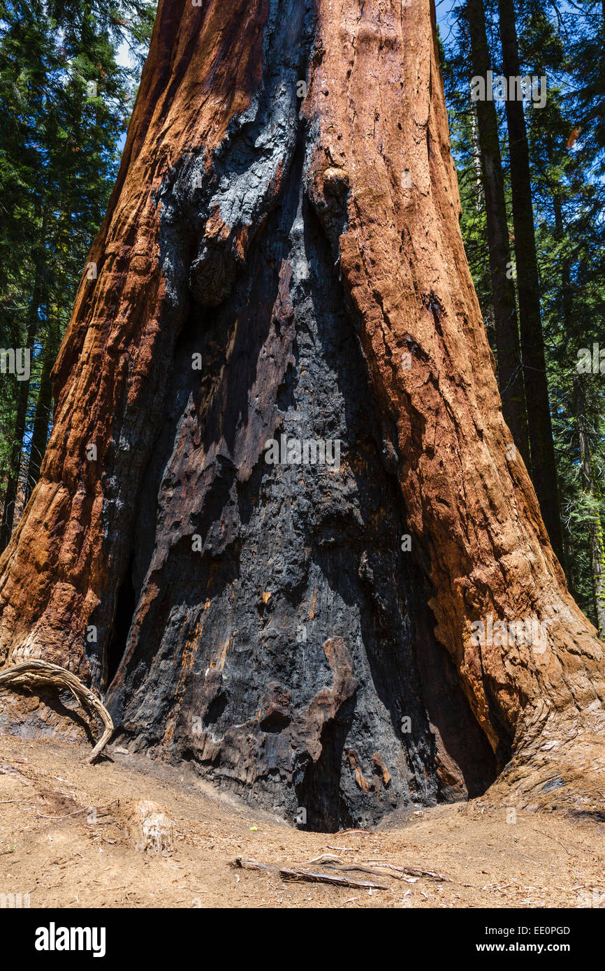 Fire damage on a Giant Sequoia (Sequoiadendron giganteum), Big Trees Trail, Sequoia National Park, California, US Stock Photo