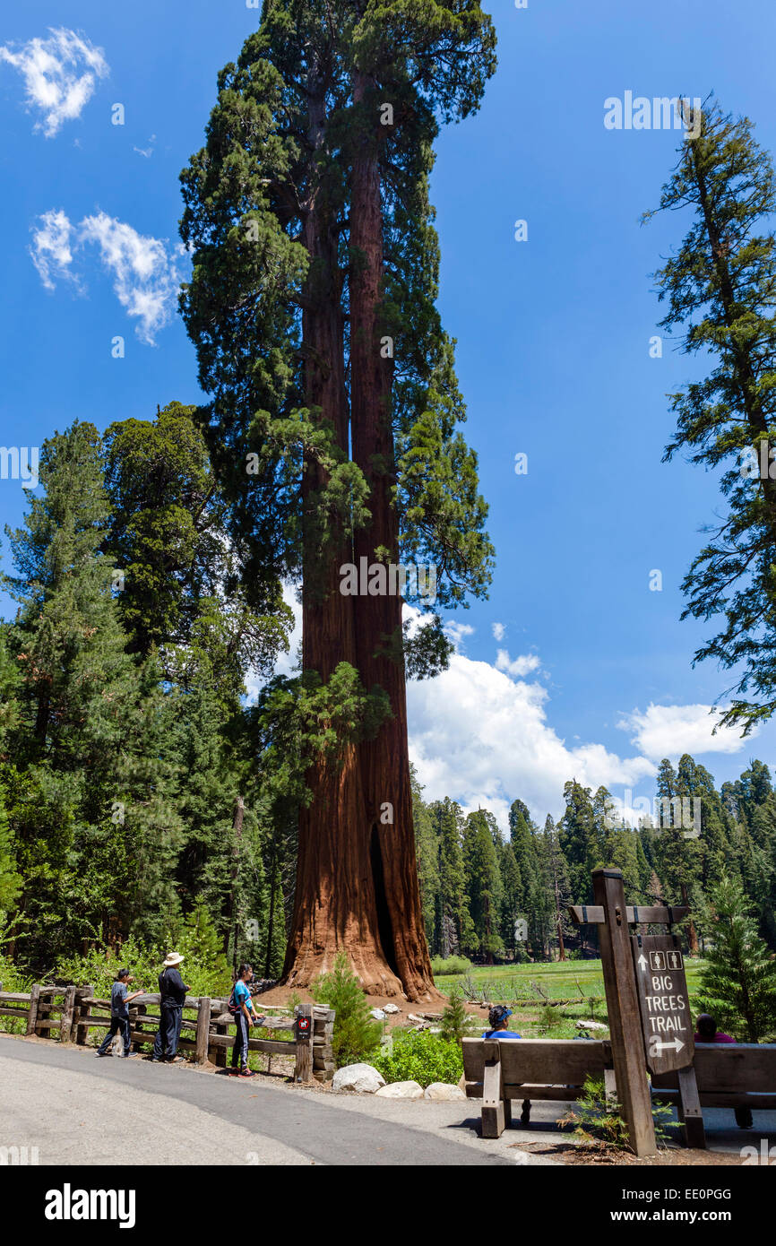 Walkers on the Big Trees Trail in Sequoia National Park, Sierra Nevada, California, USA Stock Photo