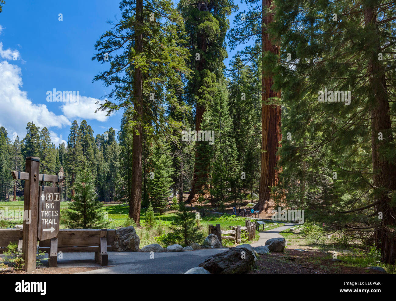 Big Trees Trail in Sequoia National Park, Sierra Nevada, California, USA Stock Photo
